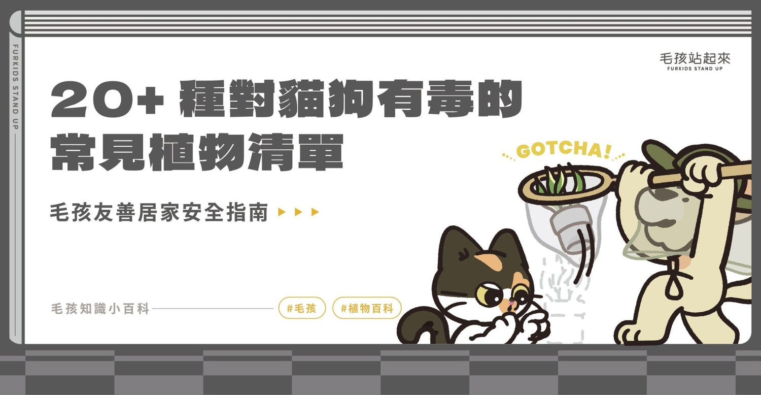 【家有毒物？】20+ 種對貓狗有毒的常見植物清單｜毛孩友善居家安全指南 - 毛孩站起來
