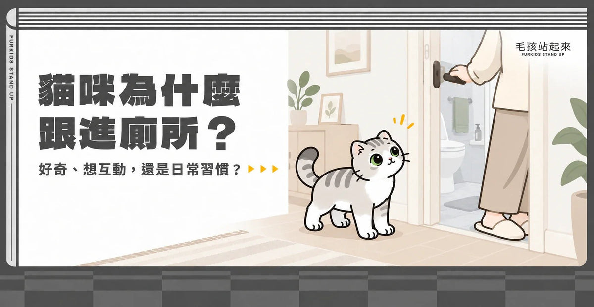 貓咪為什麼跟進廁所？好奇、互動與日常活動的3種可能 - 毛孩站起來
