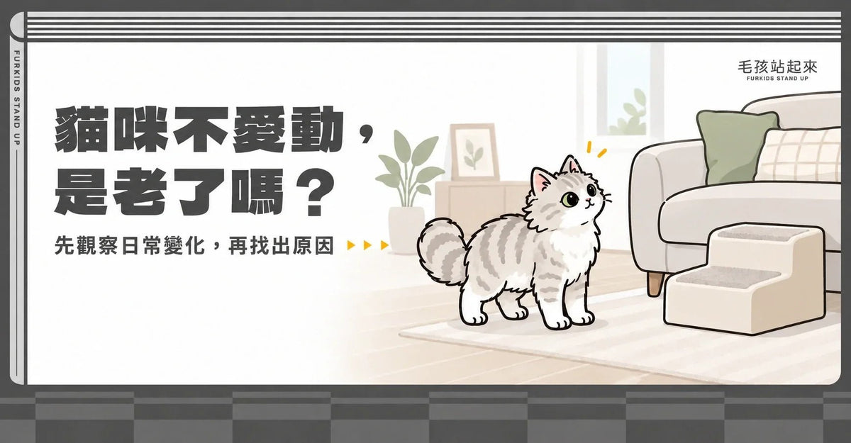 貓咪不愛動是老了嗎？4 個行動變化與關節照護指南 - 毛孩站起來