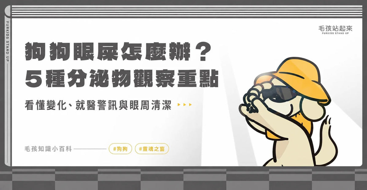 狗狗眼屎怎麼辦？5種分泌物觀察重點與眼周清潔 - 毛孩站起來