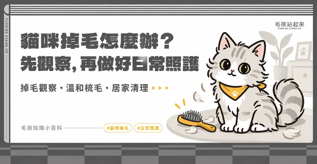 貓咪掉毛怎麼辦？5個觀察重點、梳毛與居家清理 - 毛孩站起來