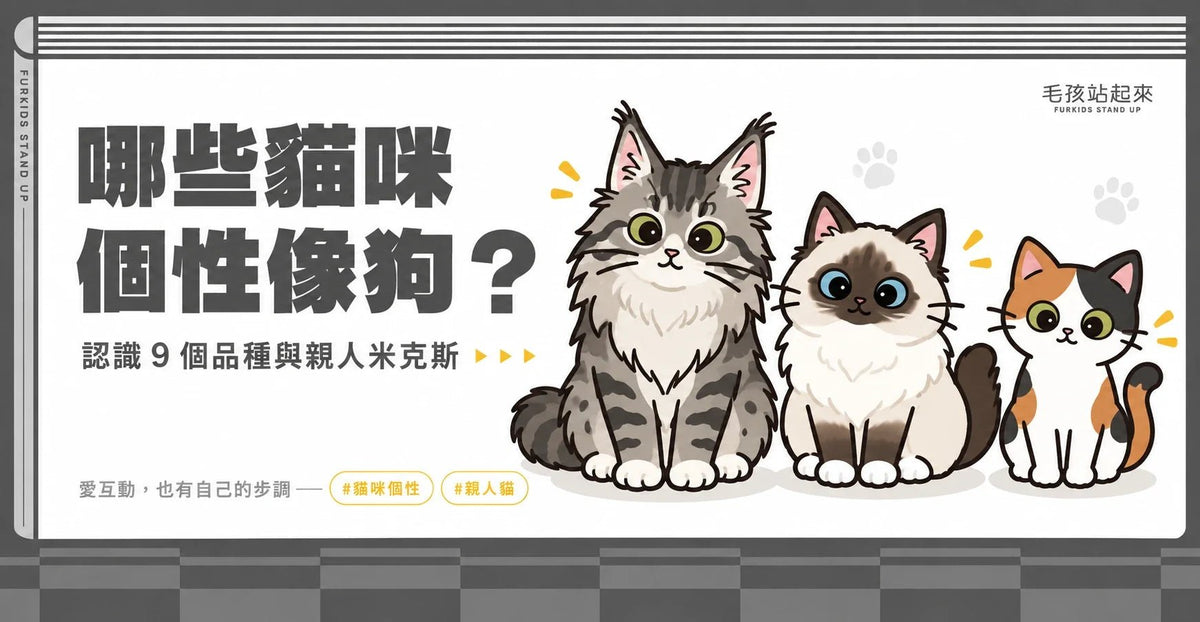 哪些貓咪個性像狗？9個親人貓品種與米克斯的互動指南 - 毛孩站起來
