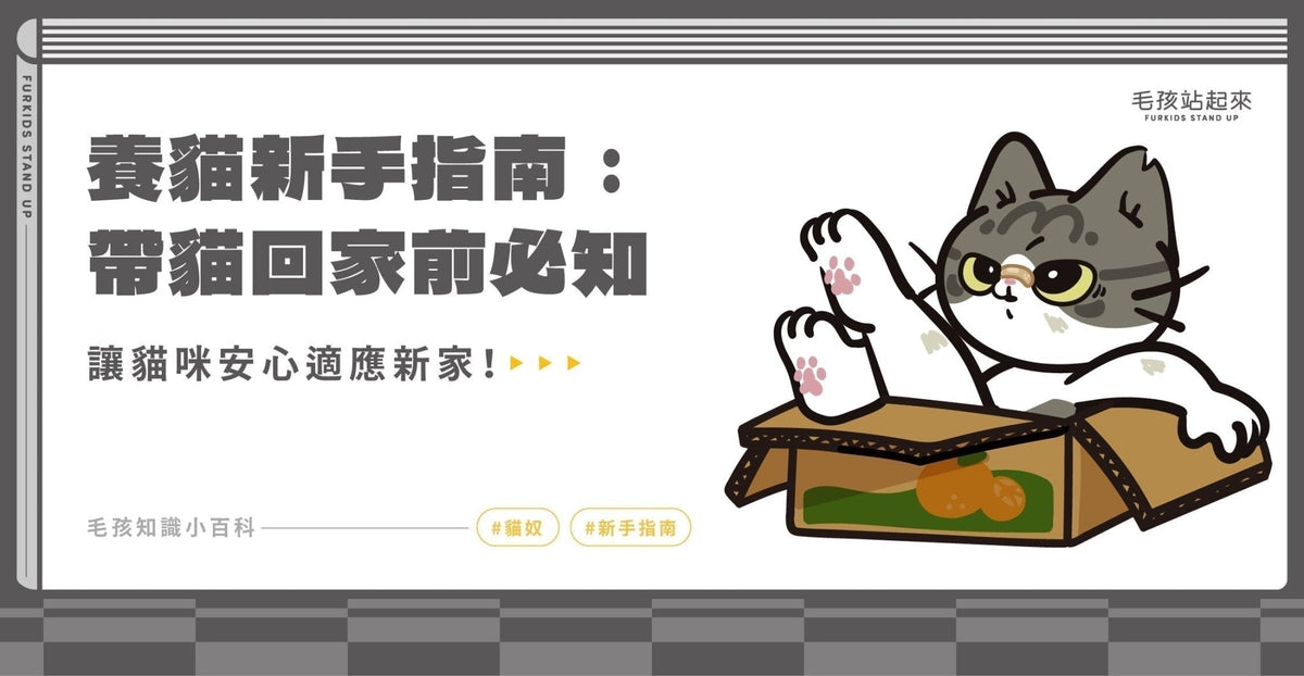 養貓前準備有哪些？ 最全懶人包 - 毛孩站起來