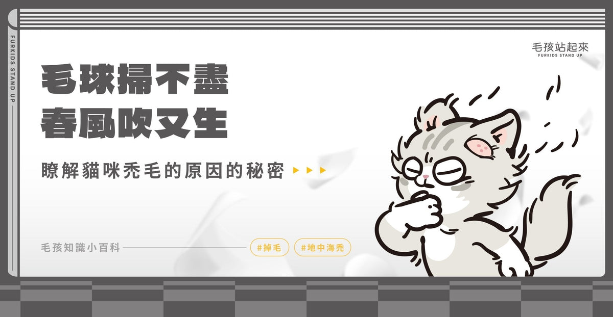 毛球掃不盡 春風吹又生-了解貓咪禿毛的原因 - 毛孩站起來
