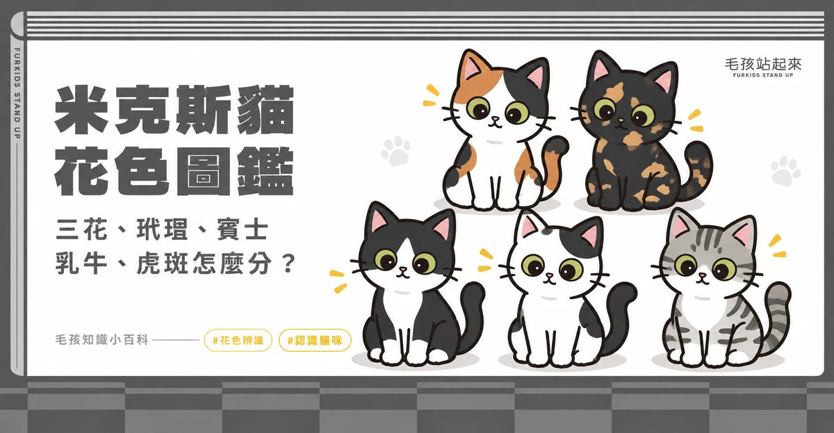 米克斯貓花色圖鑑：三花、玳瑁、賓士、乳牛與虎斑怎麼分？ - 毛孩站起來