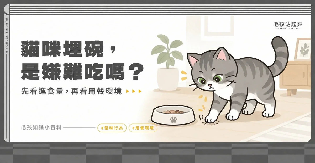 灰虎斑貓在食盆旁撥地板；貓咪埋碗應先觀察進食量與用餐環境