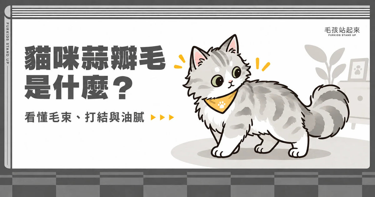 貓咪蒜瓣毛是什麼？分辨毛束、打結與油膩的照護指南 - 毛孩站起來