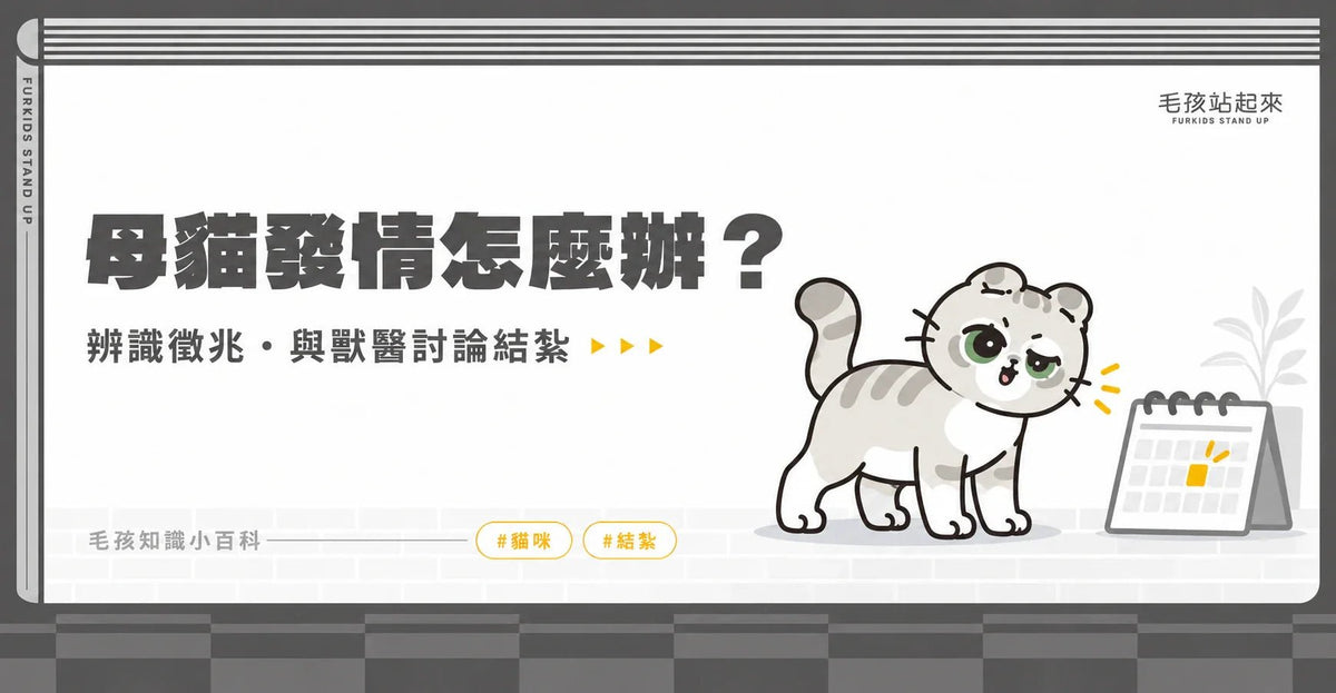 母貓發情會流血嗎？常見行為與結紮時機 - 毛孩站起來