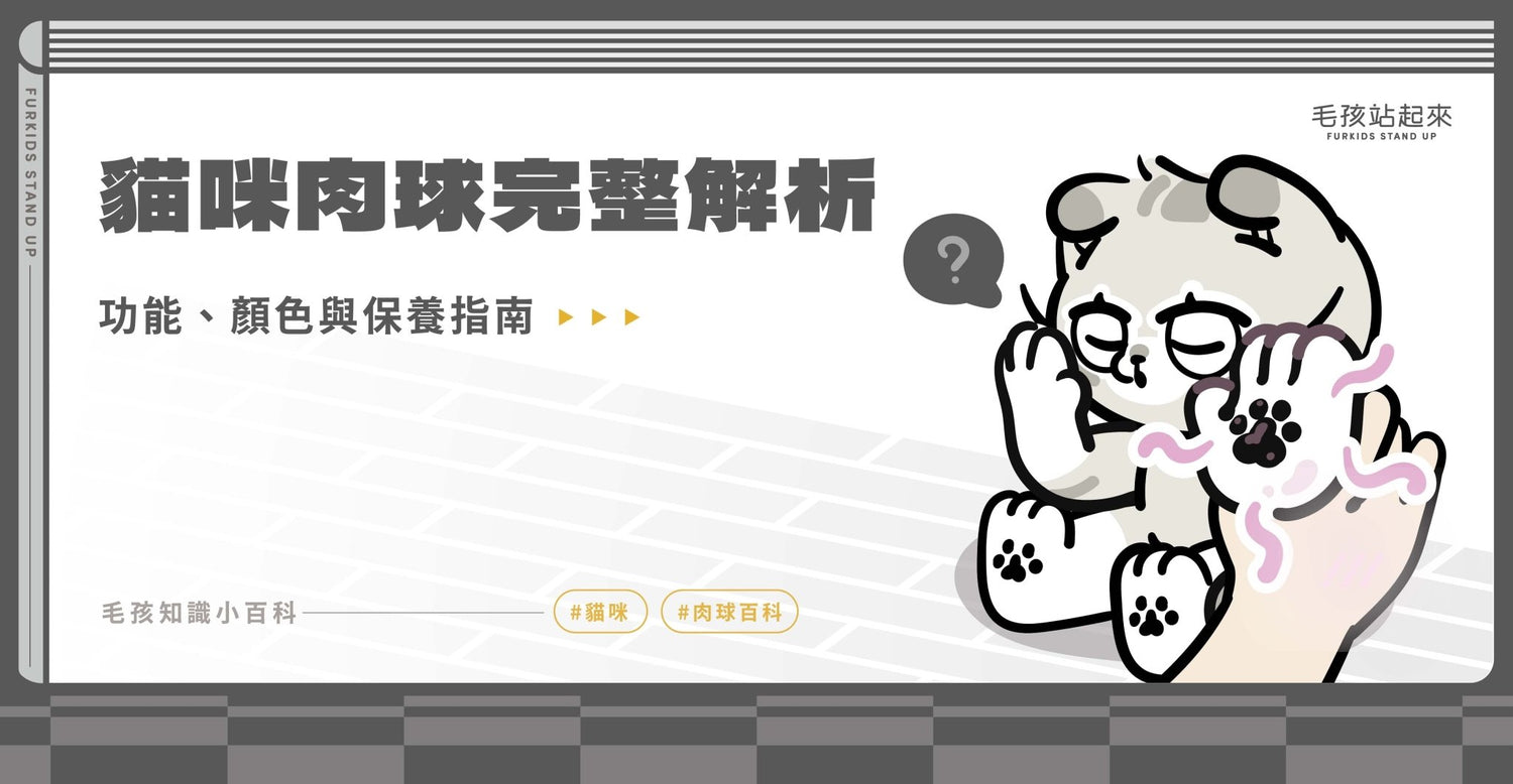 貓咪肉球完整解析｜功能、顏色與保養指南 - 毛孩站起來