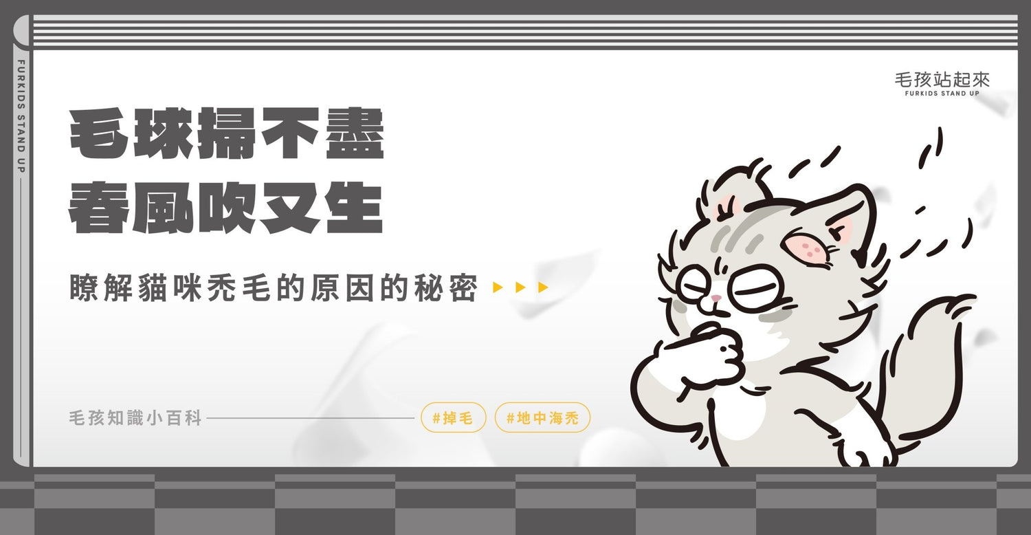 毛球掃不盡 春風吹又生-了解貓咪禿毛的原因 - 毛孩站起來