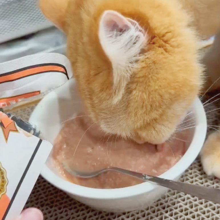 橘貓低頭吃白色食碗中的濕食，碗邊有湯匙。