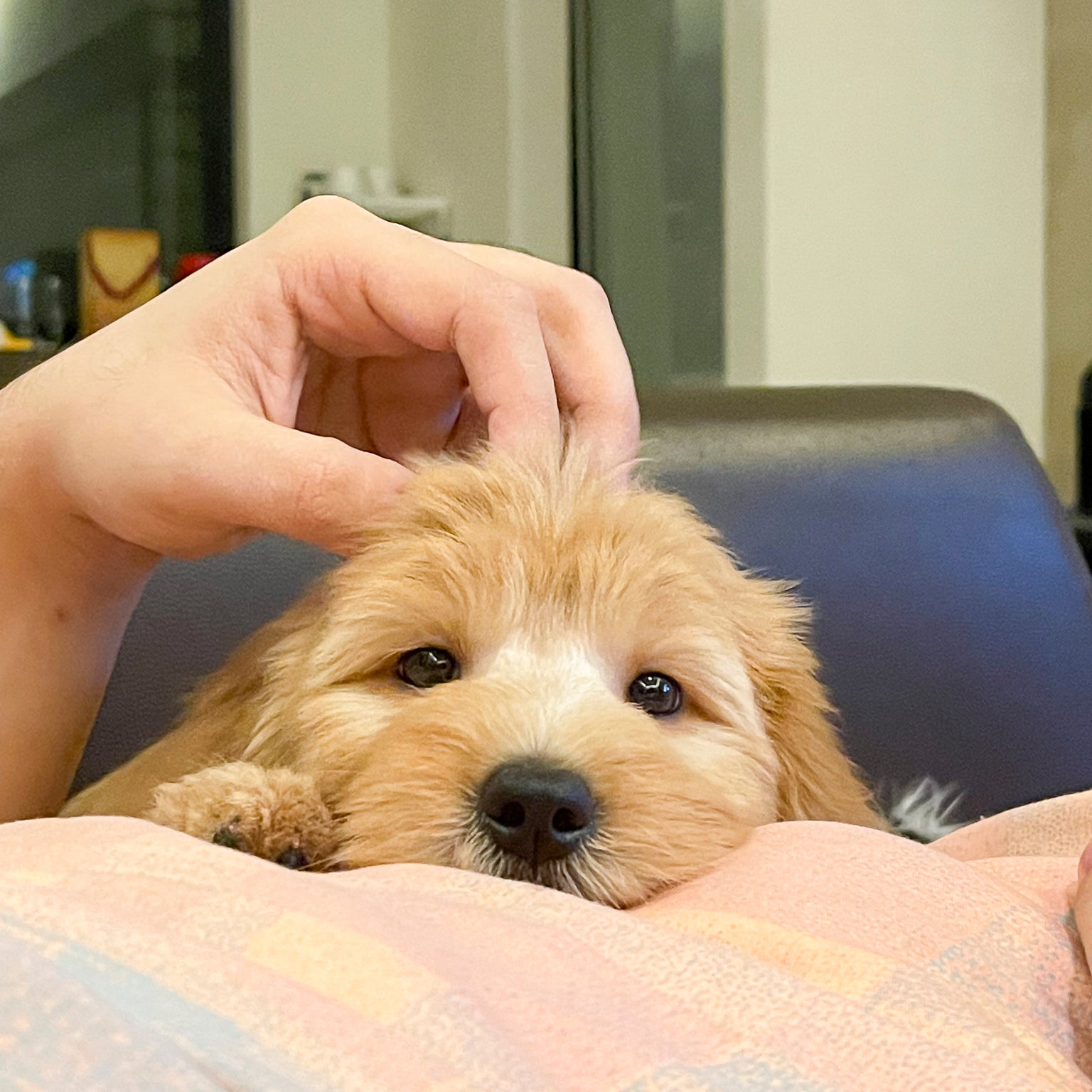 <p><strong>因為小陽光皮膚過敏問題，開始研究著手開發安全、無刺激的寵物清潔用品</strong></p>