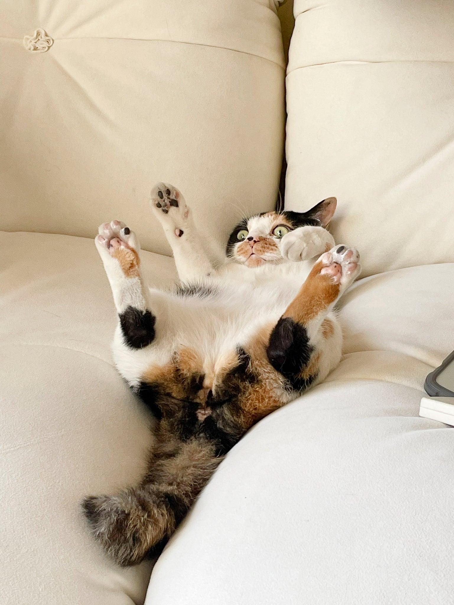 <p><strong>沒有錯，包裝上面是我們的小寶包五吉</strong></p>